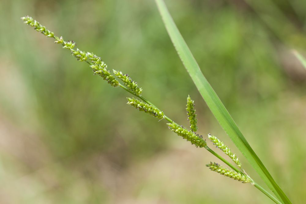 მარცვლოვნები - Poaceae